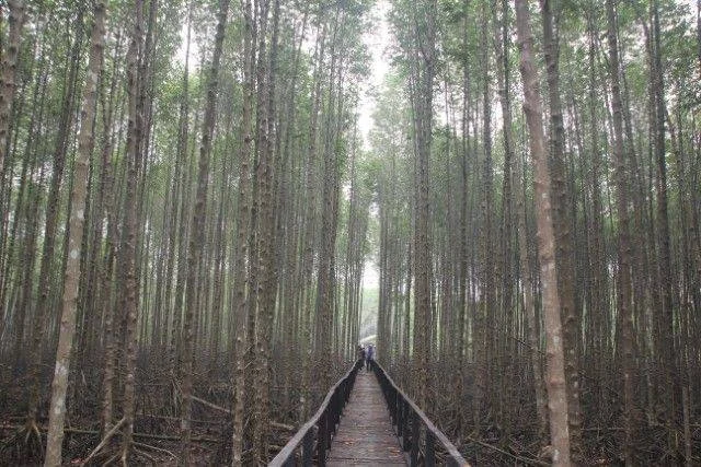 Hutan Mangrove Sungai Asam